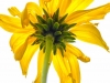Bush Sunflower (1 of 1)