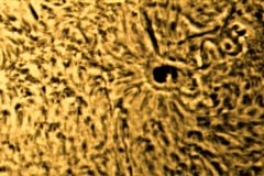 Ha Sunspots 20211126