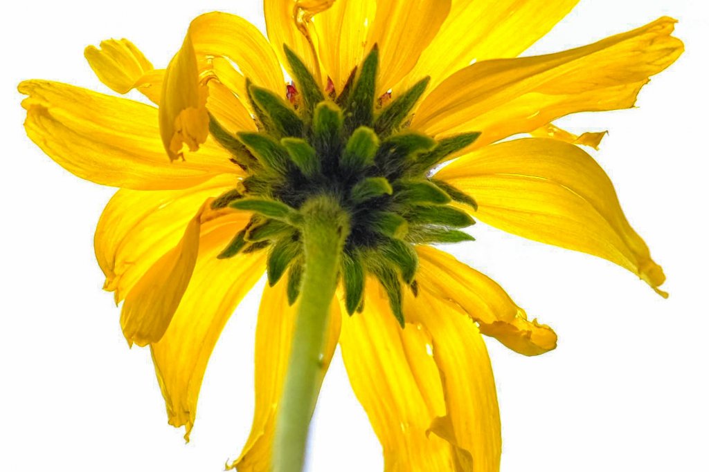 Bush Sunflower (1 of 1)