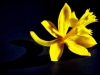 Yellow (1 of 1)-2
